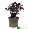 Cotinus 'Lilla' Smoke Bush 3Ltr Pot 2 Cotinus 'Lilla' Smoke Bush 3Ltr Pot -Garden Care Sale 5050704486568 52a2b756 8831 4e1e b286 991d8fe6385f