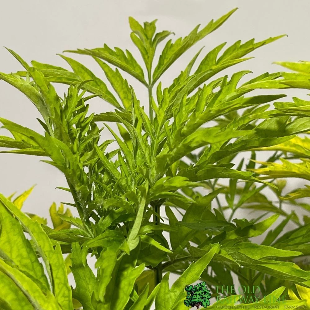 Sambucus Nigra 'Golden Tower' Elder Tree 3Ltr Pot 4 Sambucus Nigra 'Golden Tower' Elder Tree 3Ltr Pot - Image 2