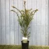 Taxus Baccata Common Yew Plant 2 Ltr -Garden Care Sale 5050704602722