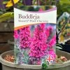 Buddleja 'Prince Charming' 5Ltr Pot 2 Buddleja 'Prince Charming' 5Ltr Pot -Garden Care Sale 5050704604511