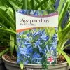 Agapanthus 'Pitchoune Blue' Plant 2Ltr Pot -Garden Care Sale 5050704604788 26ea92d2 5d2b 48da b063 10784f78180a