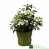 Hydrangea 'Runaway Bride' Plant 3Ltr Pot -Garden Care Sale 5050704637069 90834b77 23de 4095 8358 3af3053ca686