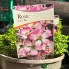 Pink Ground Cover Rose 'Rosa Cutie Pie' 3Ltr Pot -Garden Care Sale 5050704637588