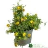 Clematis 'Little Lemons' Climber 3Ltr Pot -Garden Care Sale 5050704637878 b89a66c5 4c98 4906 a22f 8d51c189bfda
