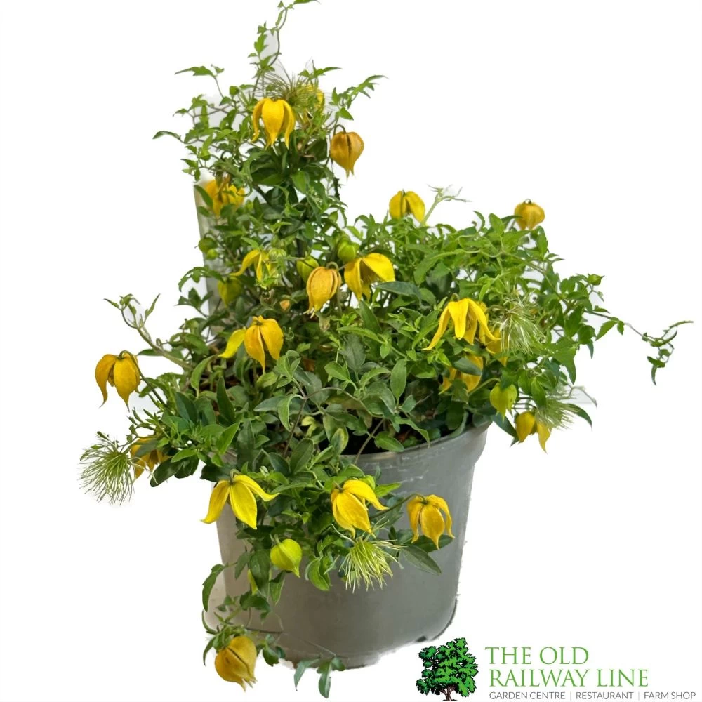 Clematis 'Little Lemons' Climber 3Ltr Pot 3 Clematis 'Little Lemons' Climber 3Ltr Pot