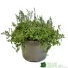 Parahebe 'Blue Form' 3Ltr Pot -Garden Care Sale 5050704638257 cd8707d1 3dc0 4c03 8b3c b542c8f0cd74