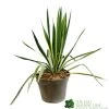 Yucca Filamentosa 'Bright Edget' 3Ltr Pot -Garden Care Sale 5050704639667 6447b7f4 5202 4227 9495 149920b15b6e