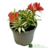 Alstroemeria 'Little Miss Zoe' Peruvian Lily -Garden Care Sale 5050704640373