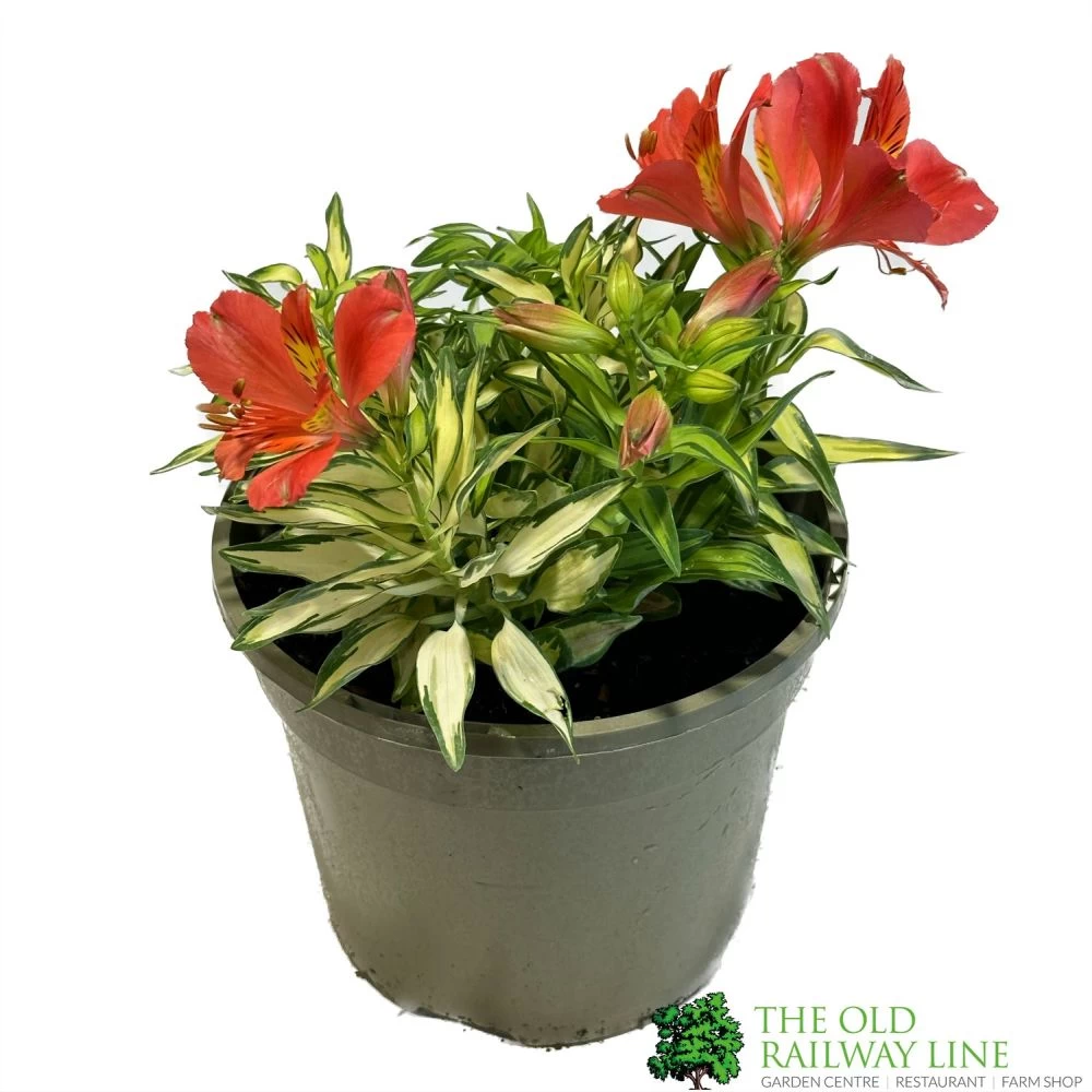 Alstroemeria 'Little Miss Zoe' Peruvian Lily 3 Alstroemeria 'Little Miss Zoe' Peruvian Lily