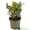 Euonymus Japonicus 'Bravo' 3Ltr Pot 2 Euonymus Japonicus 'Bravo' 3Ltr Pot -Garden Care Sale 5050704640649