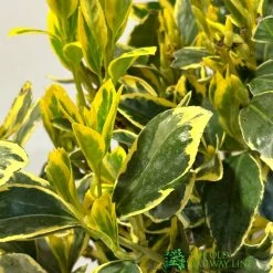 Euonymus Japonicus 'Bravo' 3Ltr Pot 5 Euonymus Japonicus 'Bravo' 3Ltr Pot -Garden Care Sale 5050704640649 2