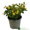 Hypericum 'Berry Red' St Johns Wort 3Ltr Pot -Garden Care Sale 5050704641493