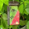Parthenocissus Quinquefolia 3Ltr Pot 1 Parthenocissus Quinquefolia 3Ltr Pot -Garden Care Sale 5055028605848
