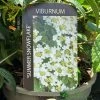 Viburnum 'Summer Snowflake' 3Ltr Pot -Garden Care Sale 5055028606586