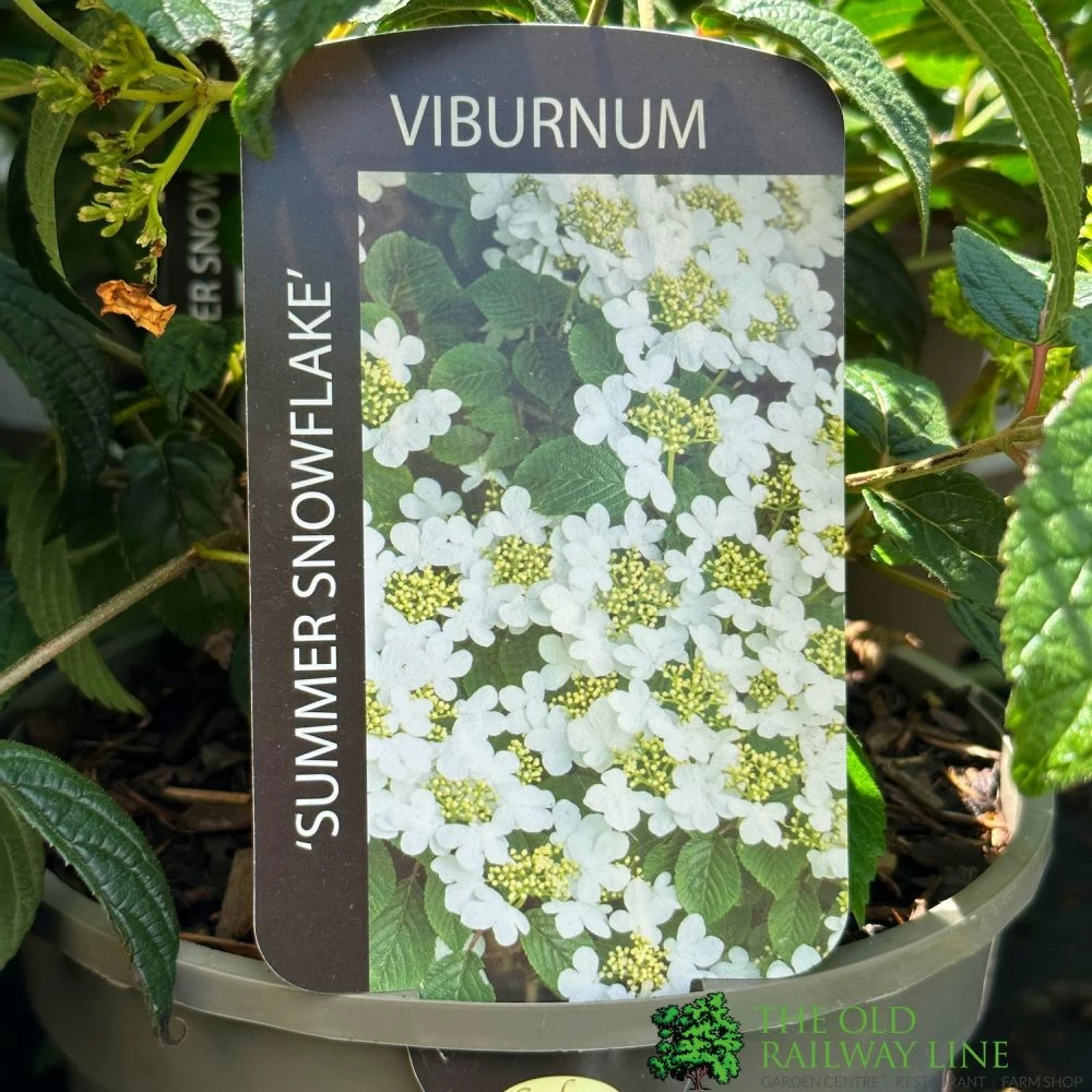 Viburnum 'Summer Snowflake' 3Ltr Pot 3 Viburnum 'Summer Snowflake' 3Ltr Pot