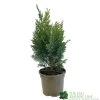 Chamaecyparis Lawsonia 'Columnaris Glauca' Conifer 3Ltr Pot -Garden Care Sale 5055028608573