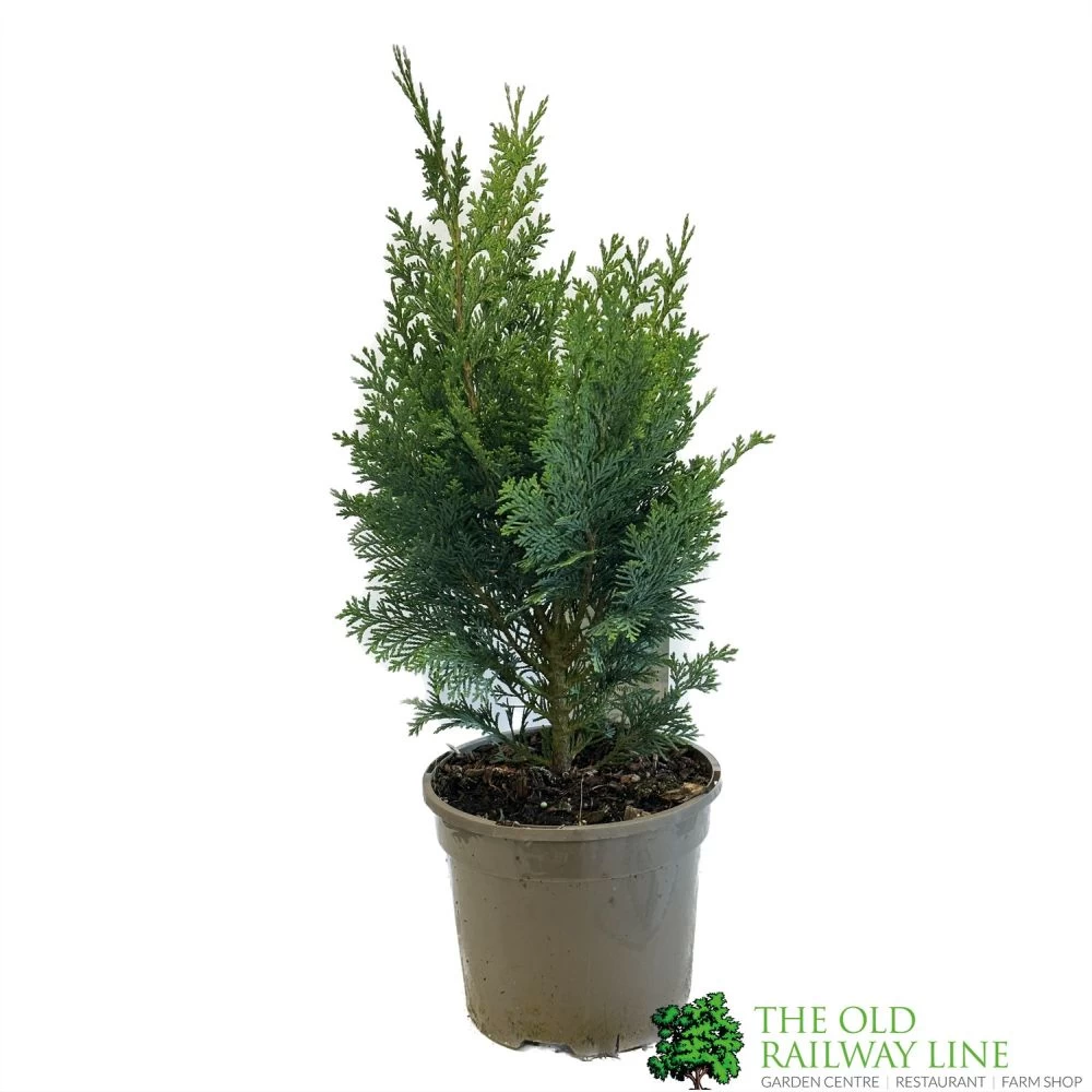Chamaecyparis Lawsonia 'Columnaris Glauca' Conifer 3Ltr Pot 3 Chamaecyparis Lawsonia 'Columnaris Glauca' Conifer 3Ltr Pot