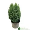 Chamaecyparis Lawsoniana 'Snow White' Conifer 5Ltr Pot -Garden Care Sale 5055028609204
