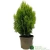 Platycladus Orientalis 'Aurea Nana' Conifer 3Ltr Pot -Garden Care Sale 5055028611450 39840ba5 80e2 4a2b bcc9 794210773027