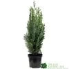 Chamaecyparis Lawsoniana 'White Spot' Conifer 3Ltr Pot 1 Chamaecyparis Lawsoniana 'White Spot' Conifer 3Ltr Pot -Garden Care Sale 5055028612464 89e1d63b 3abc 4430 b905 9ff33733196f