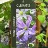 Clematis 'Prince Charles' 2Ltr Pot -Garden Care Sale 5055028613928
