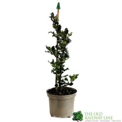 Ilex X Meserveae 'Blue Angel' Holly 3Ltr Pot