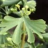Ginkgo Biloba Maidenhair Tree 10Ltr Pot 1 Ginkgo Biloba Maidenhair Tree 10Ltr Pot -Garden Care Sale 5055028630499 ade86239 5143 4316 b6c2 c20fa427ed81