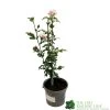 Hibiscus 'Lady Stanley' 3Ltr Pot 2 Hibiscus 'Lady Stanley' 3Ltr Pot -Garden Care Sale 5055028635029