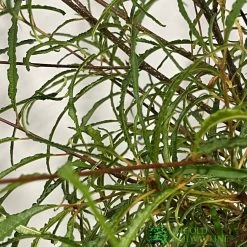 Front Page -Garden Care Sale 5055028639775 2