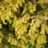 Metasequoia Glyptostroboides ‘Gold Rush’ Dawn Redwood 10Ltr Pot 2 Metasequoia Glyptostroboides ‘Gold Rush’ Dawn Redwood 10Ltr Pot -Garden Care Sale 5055028640566 6c5300b2 fa5b 48d9 8b97 c63b05634055