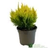 Chamaecyparis Lawsonia 'Winston Churchill' Conifer 3Ltr Pot -Garden Care Sale 5055028642621