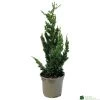 Chamaecyparis Lawsoniana 'Wisselii' 3Ltr Pot 2 Chamaecyparis Lawsoniana 'Wisselii' 3Ltr Pot -Garden Care Sale 5055028643017