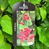 Akebia 'Tifoliata' Chocolate Vine 3Ltr Pot -Garden Care Sale 5055028643710