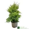 Conifer 'Squarrosa Sulphurea' Chamaecyparis Cypress 3Ltr Pot 1 Conifer 'Squarrosa Sulphurea' Chamaecyparis Cypress 3Ltr Pot -Garden Care Sale 5055028657762