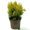 Thuja Plicata 'Goldy' Conifer 3Ltr Pot 1 Thuja Plicata 'Goldy' Conifer 3Ltr Pot -Garden Care Sale 5055028658059 6dcaeab1 6b48 44b1 9b35 3468f22511c8