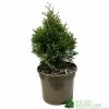 Thuja Occidentalis 'Smaragd' White Cedar Conifer 3Ltr Pot -Garden Care Sale 5055028659421 b637aabe aaf6 4e58 93af 92308458436e