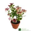 Lonicera Periclymenum 'Strawberries & Cream' Honeysuckle 3 Ltr Pots -Garden Care Sale 5055028659568