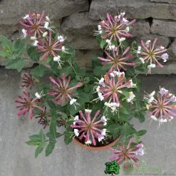 Lonicera Periclymenum 'Strawberries & Cream' Honeysuckle 3 Ltr Pots -Garden Care Sale 5055028659568 2