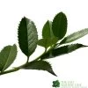 Ilex X Koehneana 'Chestnut Leaf' Holly 2m Tall 1 Ilex X Koehneana 'Chestnut Leaf' Holly 2m Tall -Garden Care Sale 5055028663077