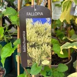 Fallopia 'Baldschuanica' Russian Vine Climber 3Ltr Pot