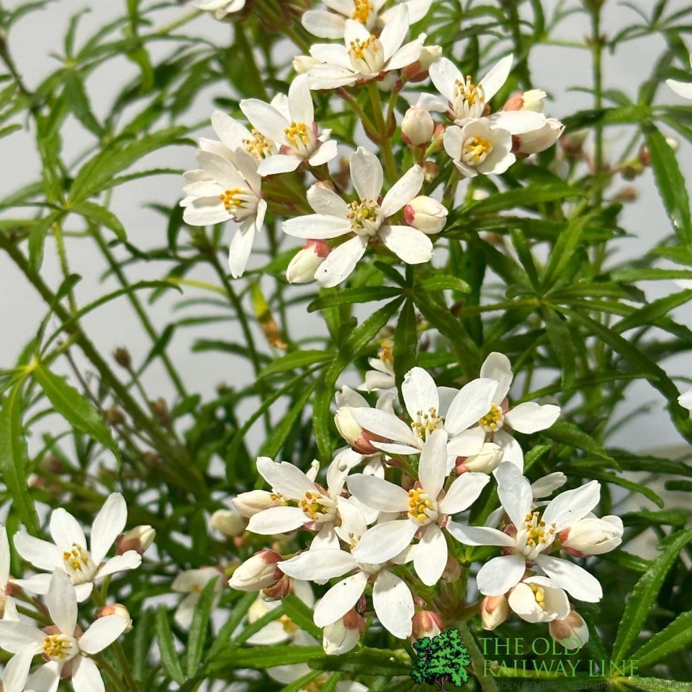 Choisya ? Dewitteana 'White Dazzler' Mexican Orange Plant 3Ltr Pot 4 Choisya ? Dewitteana 'White Dazzler' Mexican Orange Plant 3Ltr Pot - Image 2
