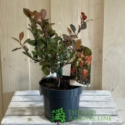 Photinia X Fraseri 'Little Red Robin' 3Ltr Pot (NL) 7 Photinia X Fraseri 'Little Red Robin' 3Ltr Pot (NL) -Garden Care Sale 5055286310355 2