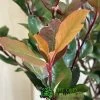 Photinia X Fraseri 'Little Red Robin' 3Ltr Pot (NL) 2 Photinia X Fraseri 'Little Red Robin' 3Ltr Pot (NL) -Garden Care Sale 5055286310355 3