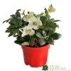 Hellebore Niger 'Chistmas Carol' Helleborus 2Ltr Red Pot -Garden Care Sale 5056461003697