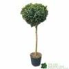 Ilex ? Meserveae 'Blue Maid' 90cm Stem -Garden Care Sale 5056461015140