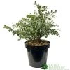 Eucalyptus Gunni 5Ltr Pot -Garden Care Sale 5056461024333