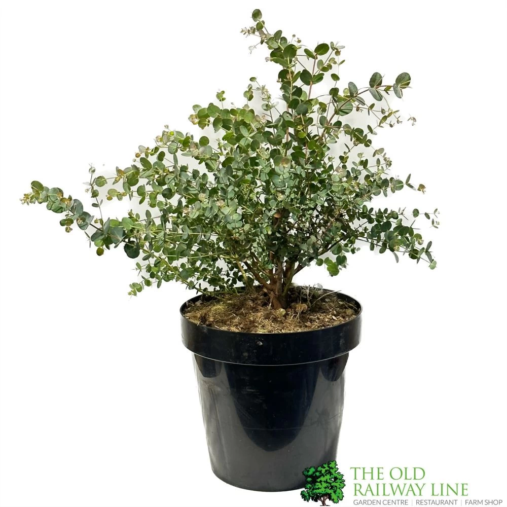 Eucalyptus Gunni 5Ltr Pot 3 Eucalyptus Gunni 5Ltr Pot