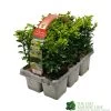 Buxus Sempervirens 6 Pack Of Plants 2 Buxus Sempervirens 6 Pack Of Plants -Garden Care Sale 8712044907956