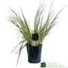 Pampas Grass 'Selloana Pumila' Cortaderia 23cm Pot -Garden Care Sale 8712756595342 f9fde825 fb9c 4de1 be88 853b6caf120a