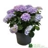 Hydrangea Macrophylla 'Mophead Blue' 5Ltr Pot 2 Hydrangea Macrophylla 'Mophead Blue' 5Ltr Pot -Garden Care Sale 8717432165819